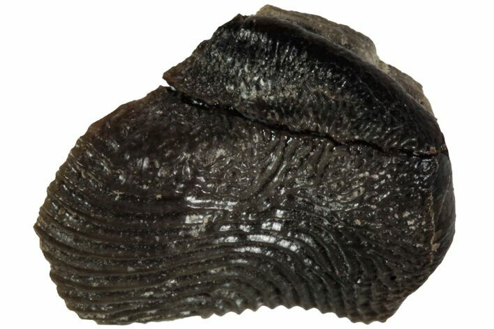 Fossil Crusher Shark (Ptychodus) Tooth - Kansas #218681